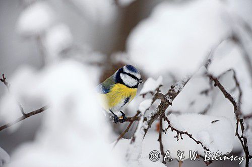Modraszka, sikora modra, Cyanistes caeruleus, Parus caeruleus