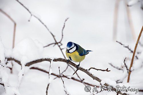 Modraszka, sikora modra, Cyanistes caeruleus, Parus caeruleus