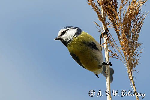 Modraszka, sikora modra, Cyanistes caeruleus, Parus caeruleus