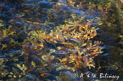 morszczyn pęcherzykowaty Fucus vesiculosus, glony, brunatnice