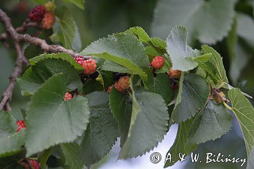 morwa czarna /Moris nigra / na wyspie Bornholm, Dania owoce