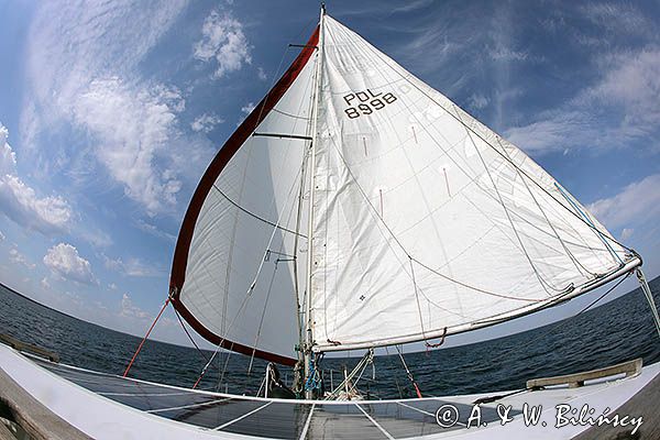 Safran na motyla