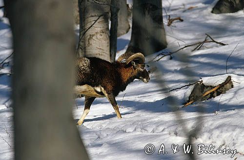 Muflon Ovis aries musimon, Ovis musimon samiec