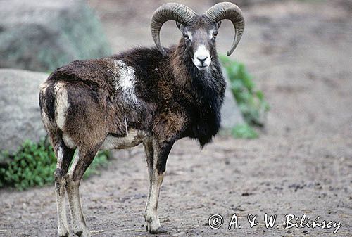 Muflon Ovis aries musimon, Ovis musimon samiec