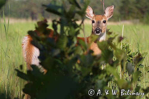 Mulak białoogonowy, jeleń wirginijski, jeleń wirgiński, Odocoileus virginianus, Wyspa Iso Vartholma, Archipelag Turku, Finlandia