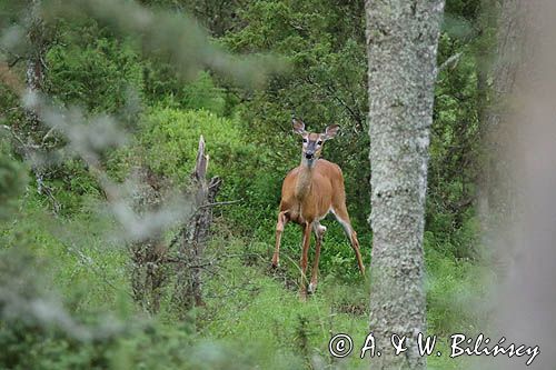 Mulak białoogonowy, jeleń wirginijski, jeleń wirgiński, Odocoileus virginianus, Wyspa Iso Vartholma, Archipelag Turku, Finlandia
