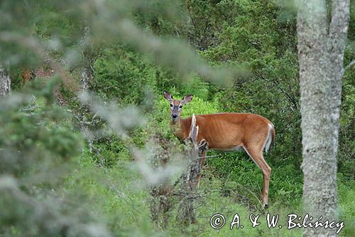 Mulak białoogonowy, jeleń wirginijski, jeleń wirgiński, Odocoileus virginianus, Wyspa Iso Vartholma, Archipelag Turku, Finlandia