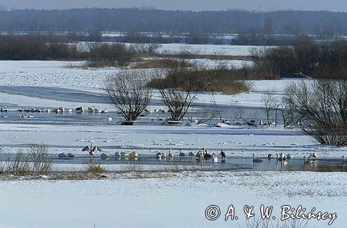 zima nad rzeką Biebrzą Biebrza river in winter