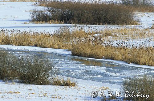 zima nad rzeką Biebrzą Biebrza river in winter