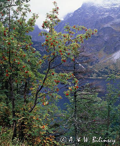 Tatry, nad Morskim Okiem, Jarząb pospolity, jarząb zwyczajny, jarzębina, Sorbus aucuparia