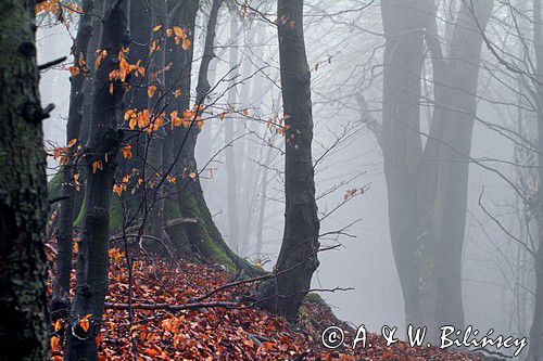 las na Otrycie, buczyna, Bieszczady