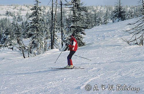 Narciarz w Karkonoszach