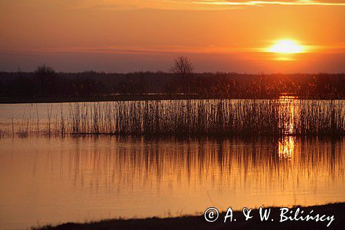 wiosenne rozlewiska rzeki Narwii, Zajki, Podlasie
