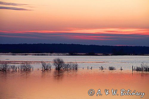 wiosenne rozlewiska rzeki Narwii, Zajki, Podlasie