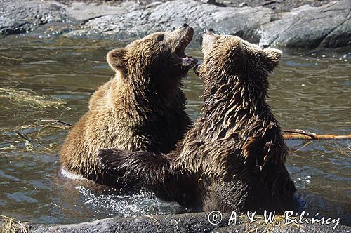 niedźwiedzie brunatne Ursus arctos