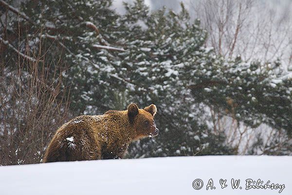 Niedźwiedź brunatny, Ursus arctos