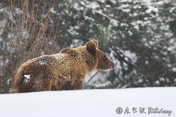 Niedźwiedź brunatny, Ursus arctos