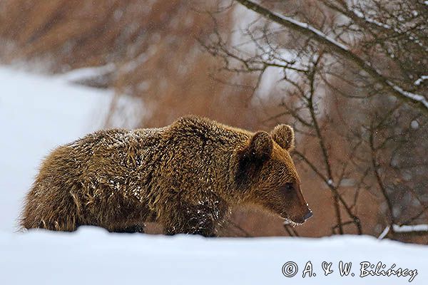 Niedźwiedź brunatny, Ursus arctos