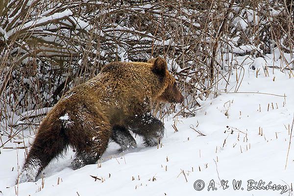 Niedźwiedź brunatny, Ursus arctos