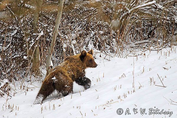 Niedźwiedź brunatny, Ursus arctos