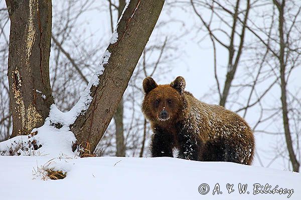 Niedźwiedź brunatny, Ursus arctos