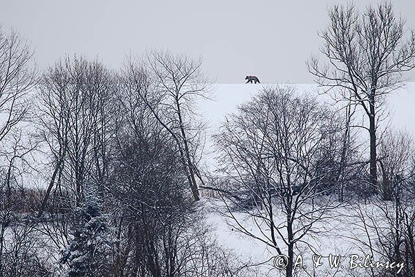 Niedźwiedź brunatny, Ursus arctos