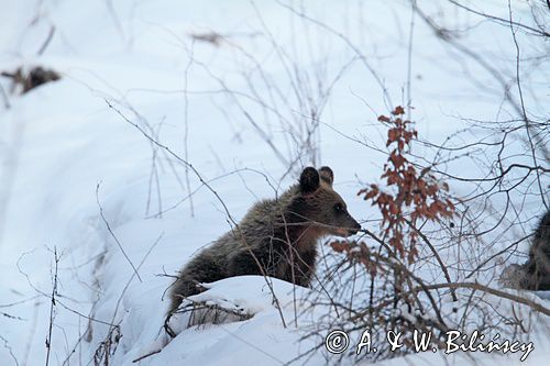 Niedźwiedź brunatny, Ursus arctos, młody