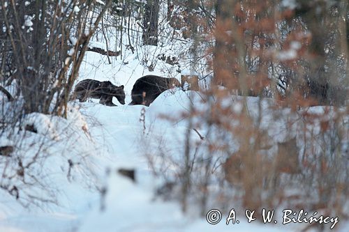 Niedźwiedź brunatny, Ursus arctos, samica z młodym