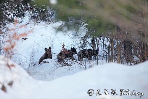 Niedźwiedź brunatny, Ursus arctos, trzy młode