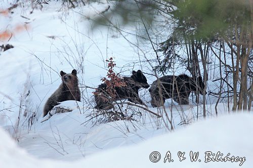 Niedźwiedź brunatny, Ursus arctos, trzy młode