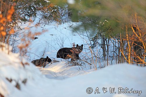 Niedźwiedź brunatny, Ursus arctos, Bank Zdjęć A. i W. Bilińscy, fotografia przyrodnicza