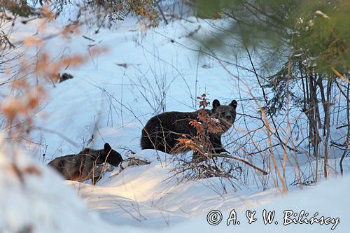 Niedźwiedź brunatny, Ursus arctos, samica z młodym
