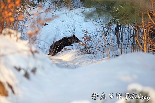 Niedźwiedź brunatny, Ursus arctos, samica