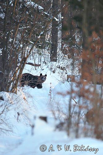 Niedźwiedź brunatny, Ursus arctos, samica