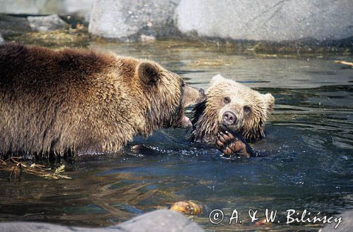 niedźwiedzie brunatne Ursus arctos