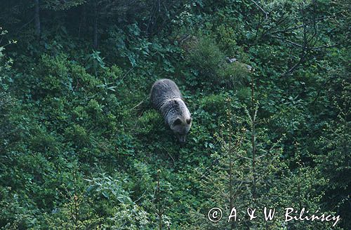 Niedźwiedź brunatny Ursus arctos) w Tatrach, Polska