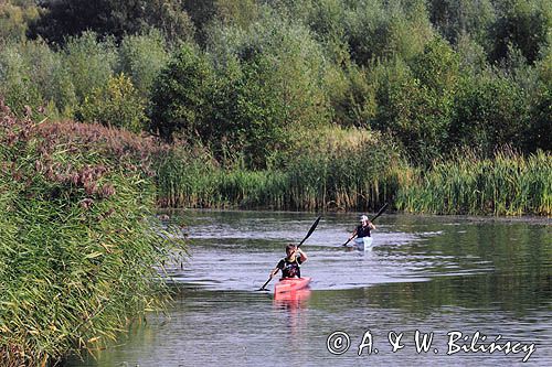 kajaki na rzece Niemen, Park Regionalny Delty Niemna, Litwa Nemunas river, Nemunas Delta, Lithuania