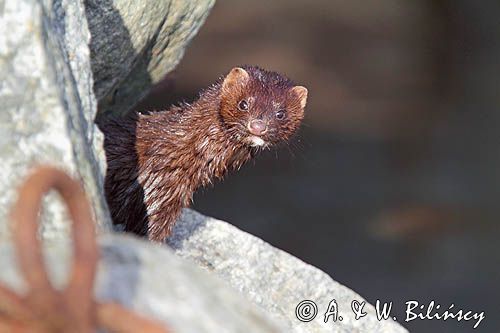 norka amerykańska, Mustela vison, Neovison vison