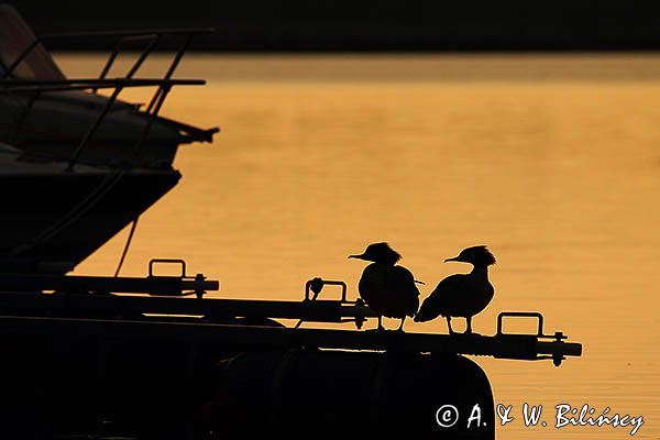 tracz nurogęś Mergus merganser, para
