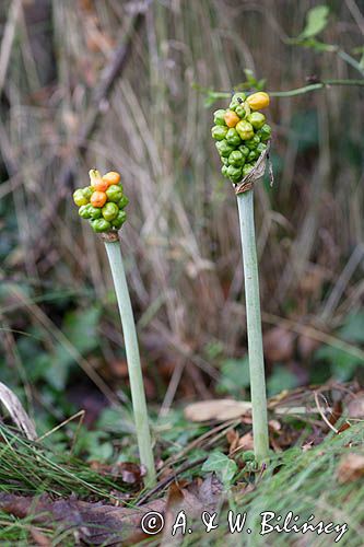 Arum maculatum obrazki plamiste) , owoc