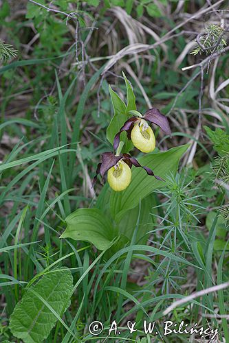 obuwik pospolity Cypripedium calceolus Ponidzie rezerwat 'Grabowiec'