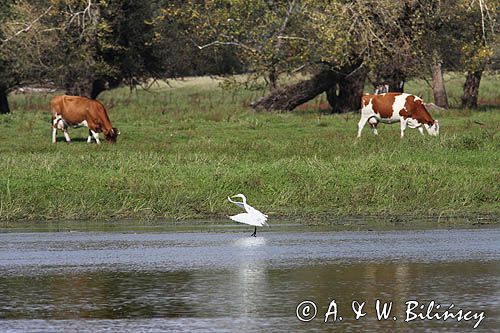 czapla biała, Casmerodius albus, Ardea alba, Egretta alba i krowy na brzegu Odry