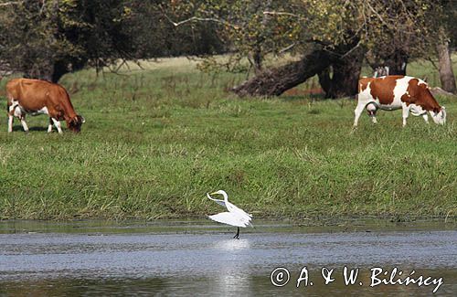 czapla biała, Casmerodius albus, Ardea alba, Egretta alba i krowy na brzegu Odry