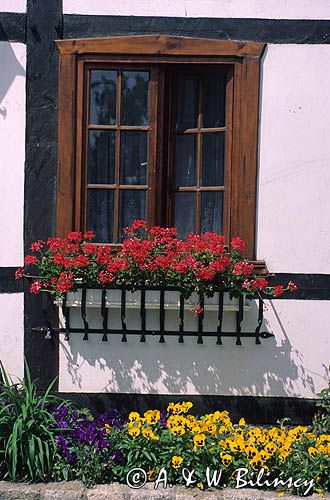 pelargonie i bratki