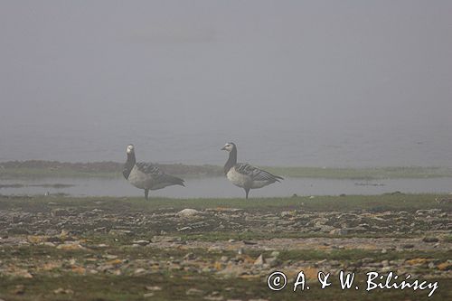 bernikle białolice /Branta leucopsis/ w rezerwacie przyrody na południu wyspy, wyspa Oland, Szwecja