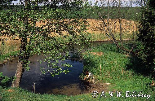 Olsza Czarna, ALNUS GLUTINOSA, rzeka Rospuda
