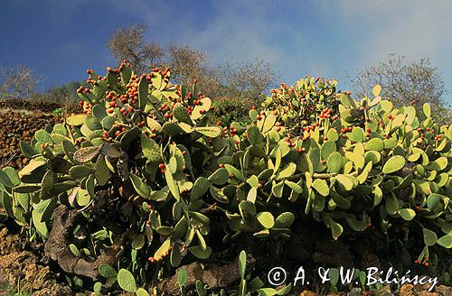 opuncja, Opuntia, wyspa Hierro, Wyspy Kanaryjskie
