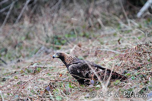 orzeł przedni, Aquila Chrysaetos

Orzeł przedni, zys, Aquila chrysaetos,