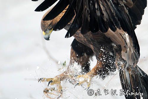 Orzeł przedni, zys, Aquila chrysaetos