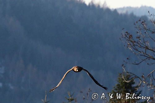 Orzeł przedni, zys, Aquila chrysaetos